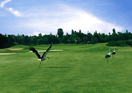 Golf i Egypten
